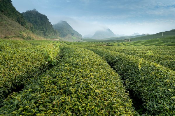 Où trouver les meilleures plantations de thé à visiter au Sri Lanka?